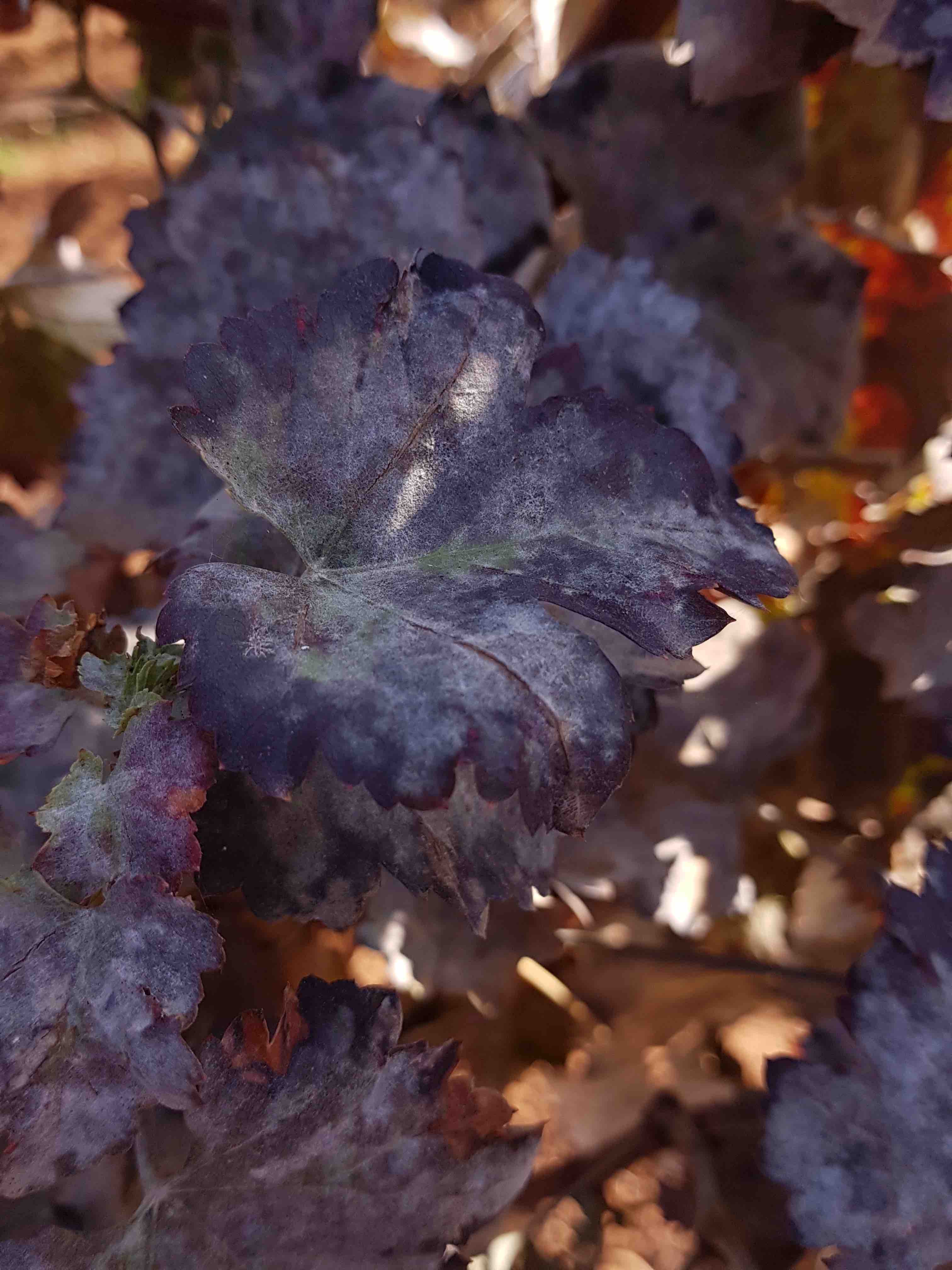 Saillog | Powdery mildew of grapevines